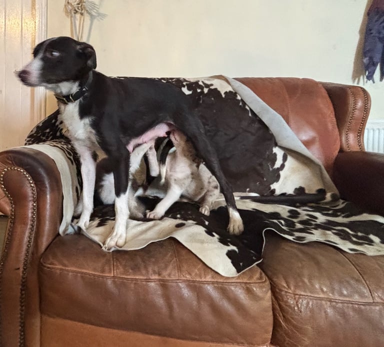 Stunning Merle Border Collie puppies.