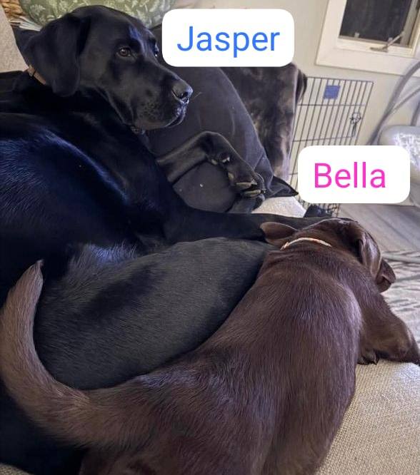 Labrador retriever puppies. 