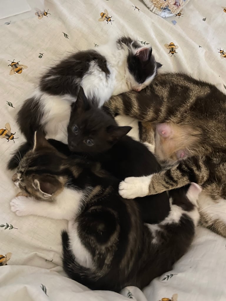 4 Kittens