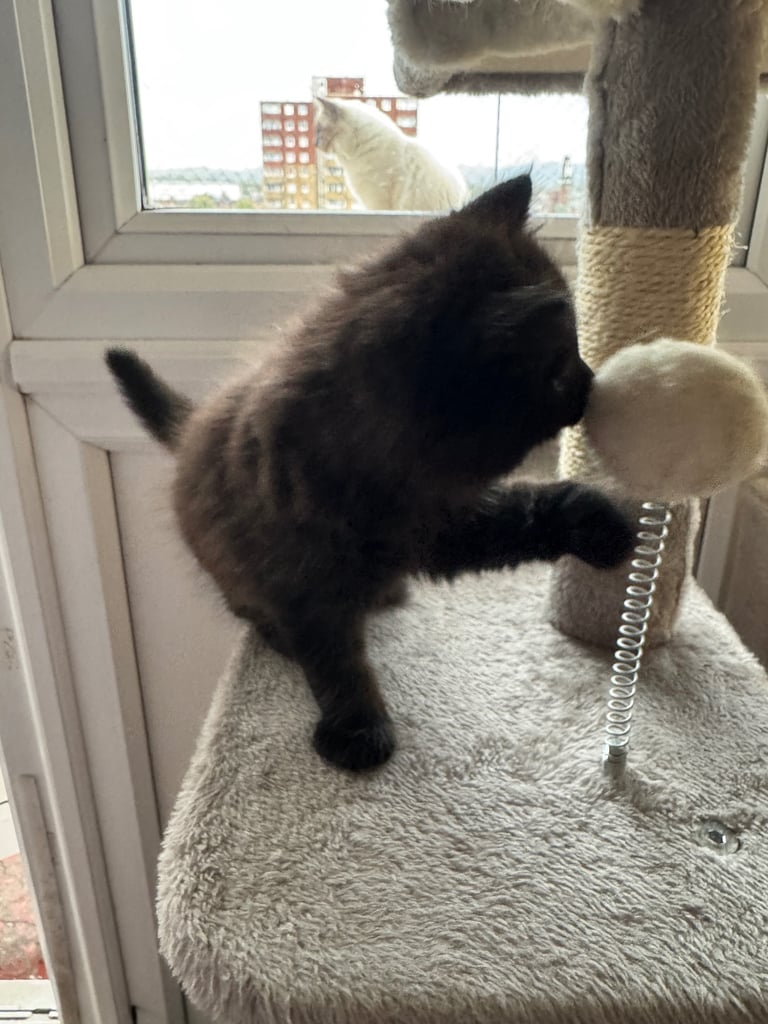 Black Fluffy Kitten