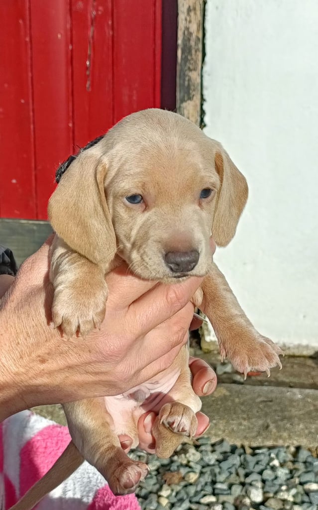 Miniature dachshund puppies 