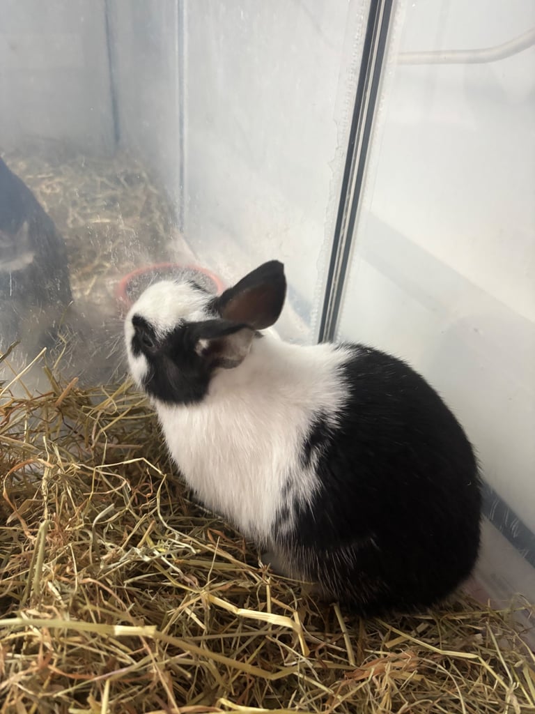 image for Baby boy Netherland Dwarf Rabbit 2 month old