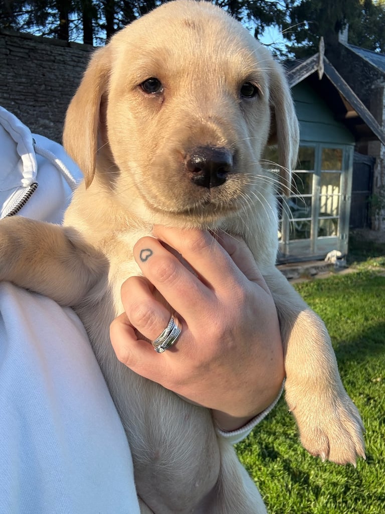 Non Kc Chunky Labrador Puppies