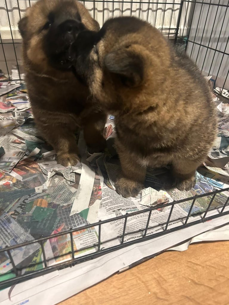Chow chow cross Akita puppies 