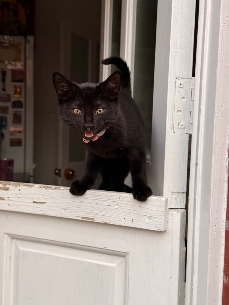 image for Kitten