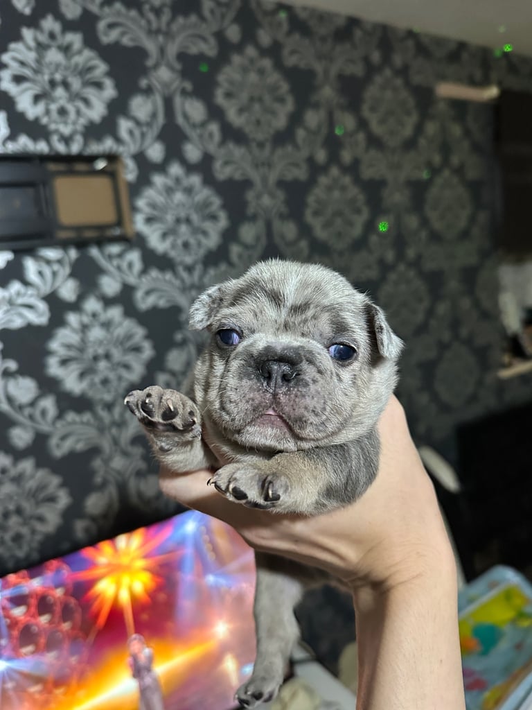 French Bulldog Puppies