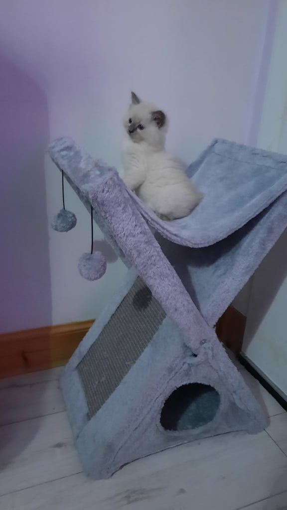 Ragdoll Kitten