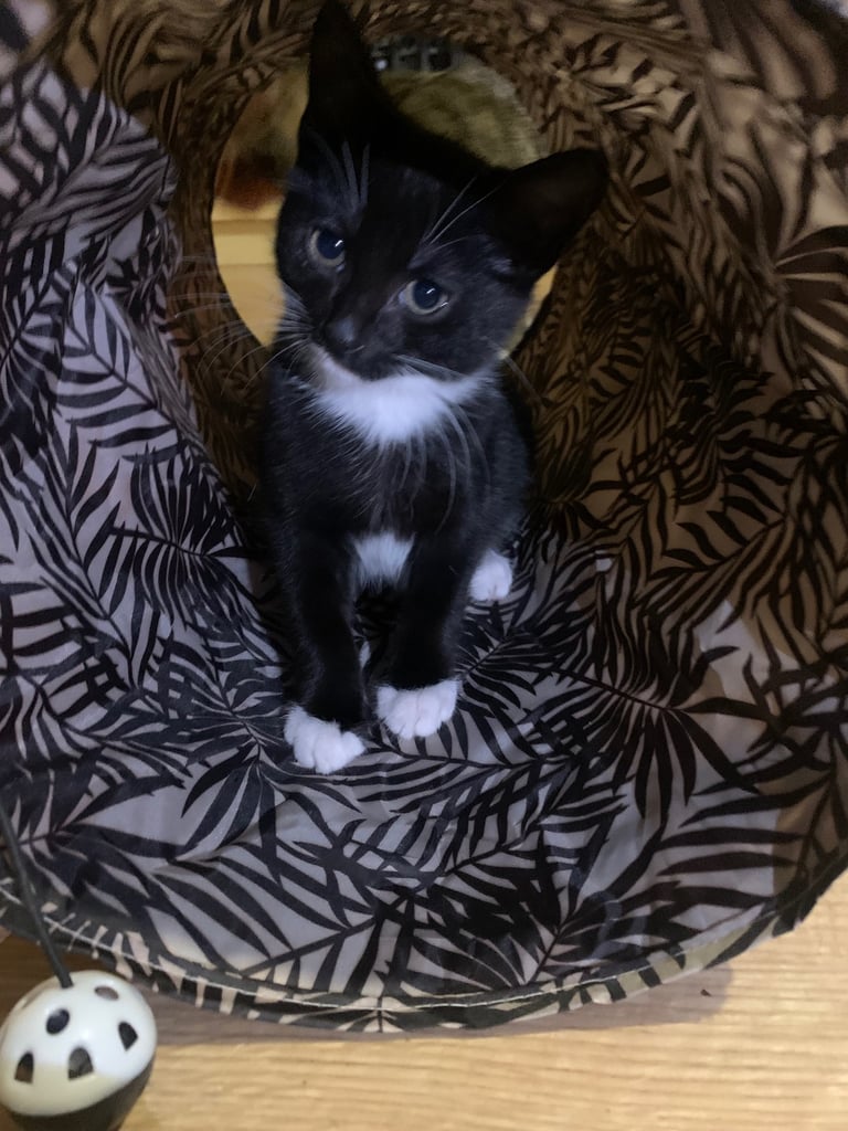 Cats Kittens for Sale in Nottingham, Nottinghamshire Gumtree