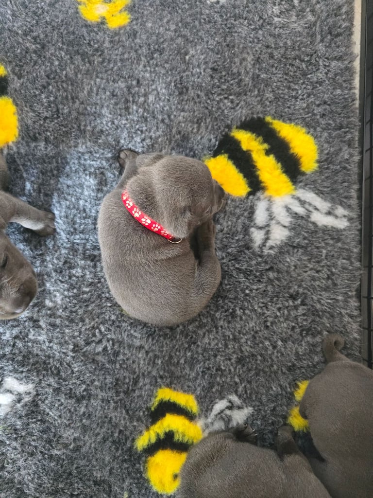 Kc reg blue Staffordshire bull terrier 