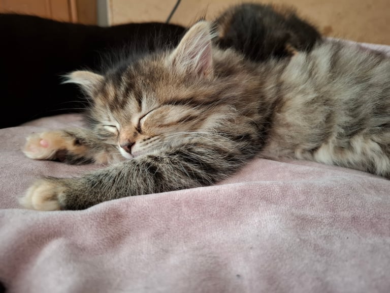 4 very fluffy kittens 8 weeks and Salem 4 months