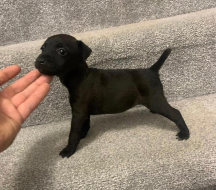 image for Patterdale terrier puppies 