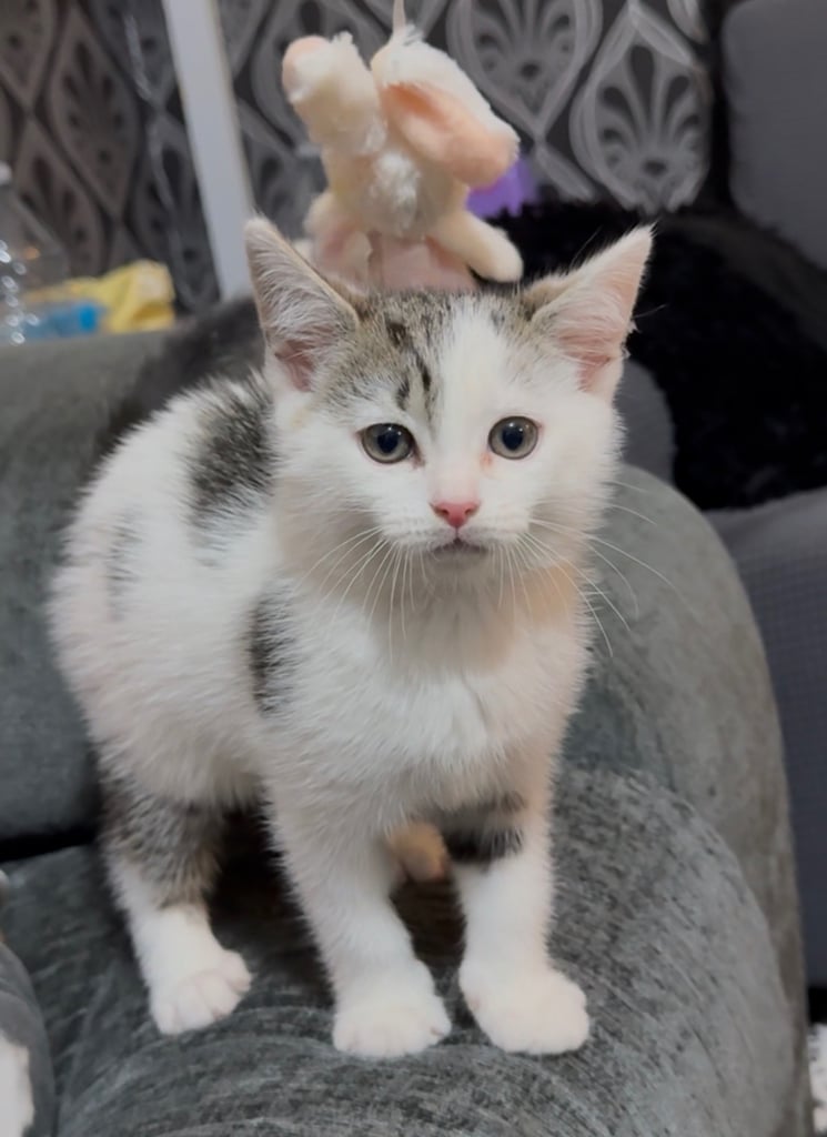 Beautiful kitten 9 week old 