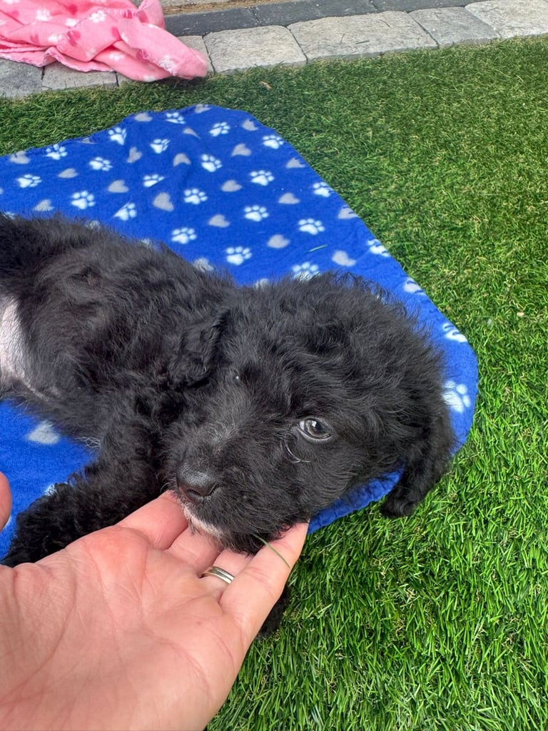 Jackapoo Puppys 
