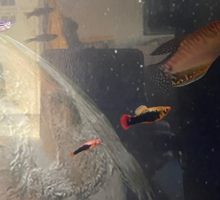 Aquarium with fish