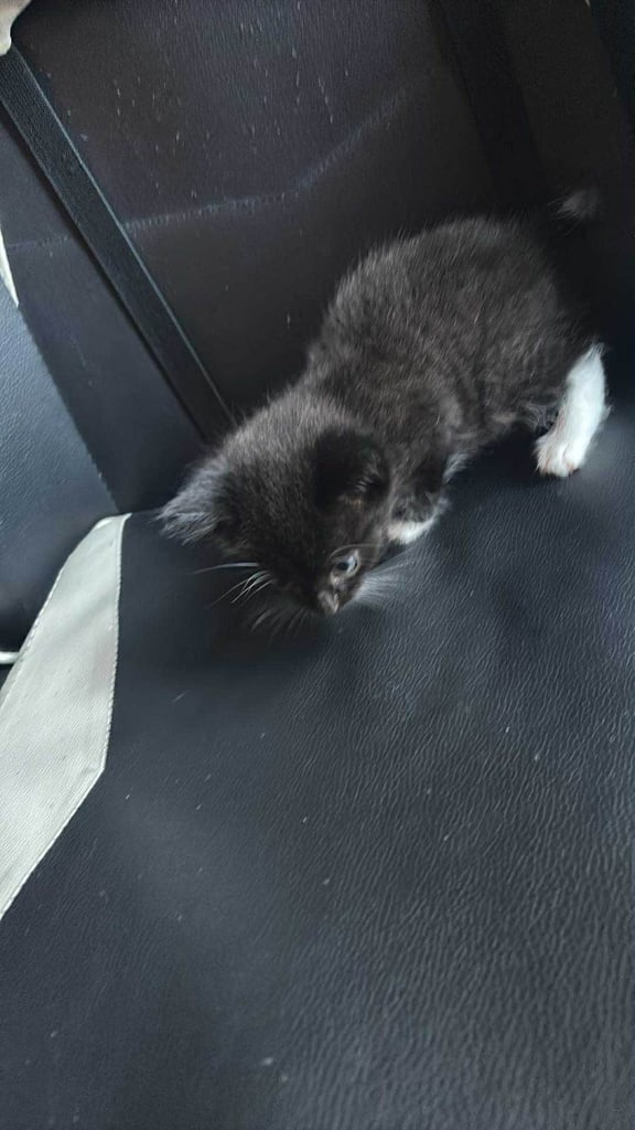 2 male kittens