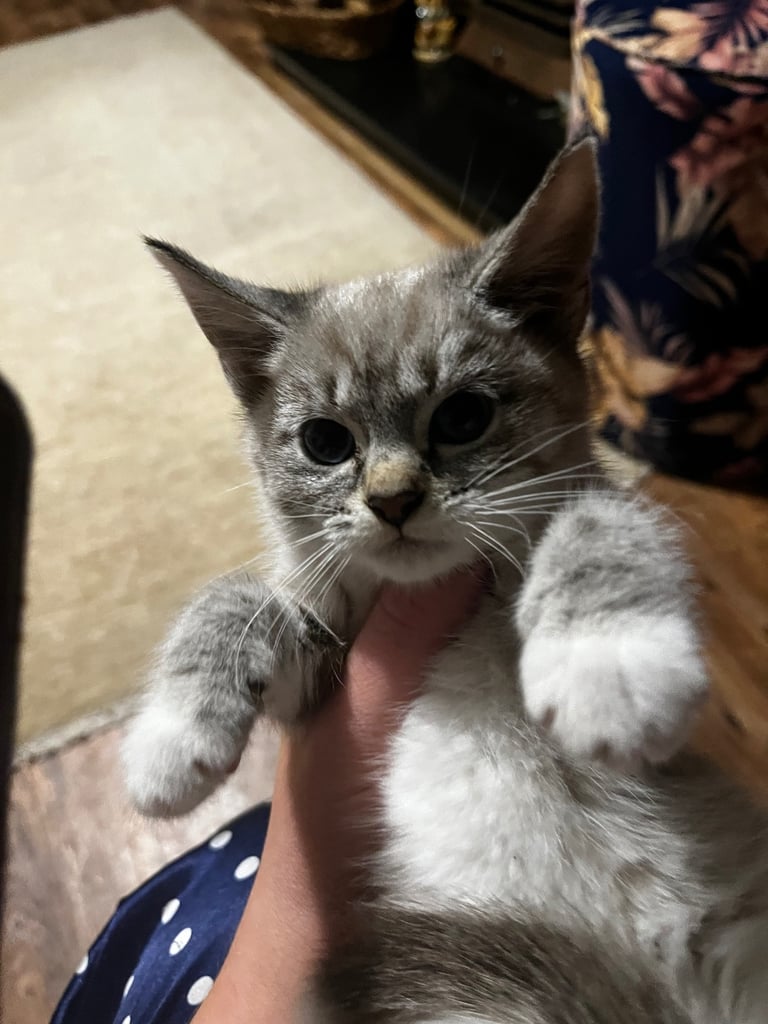 Kittens available now