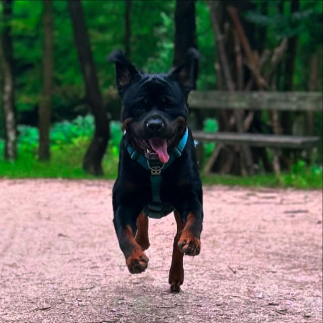 Rusty the Rottweiler 