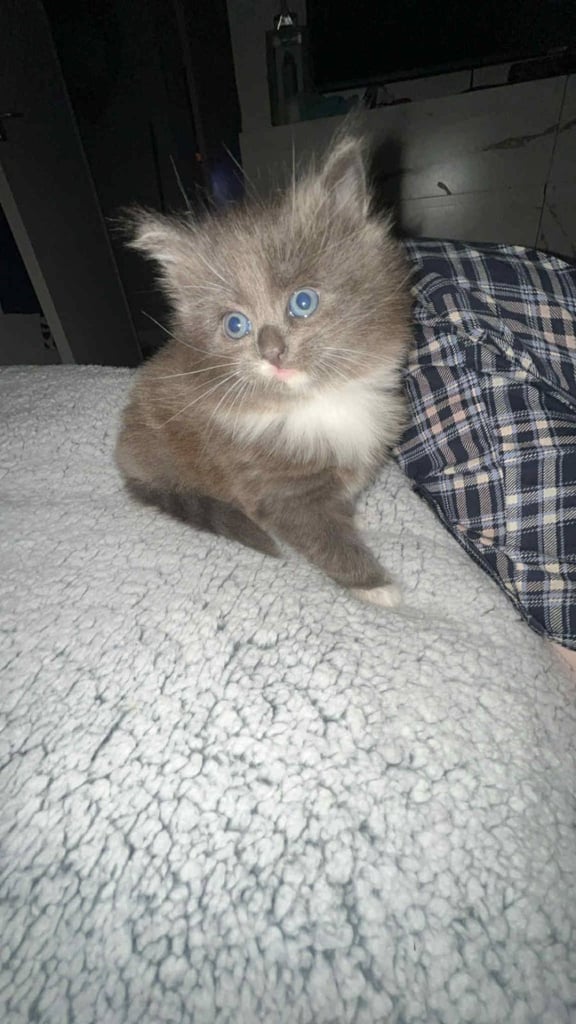 Male kitten 