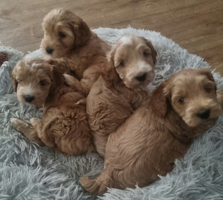 Beautiful F1 Show Type Cockapoo Puppies, brought up in my own home PRA and FN clear 