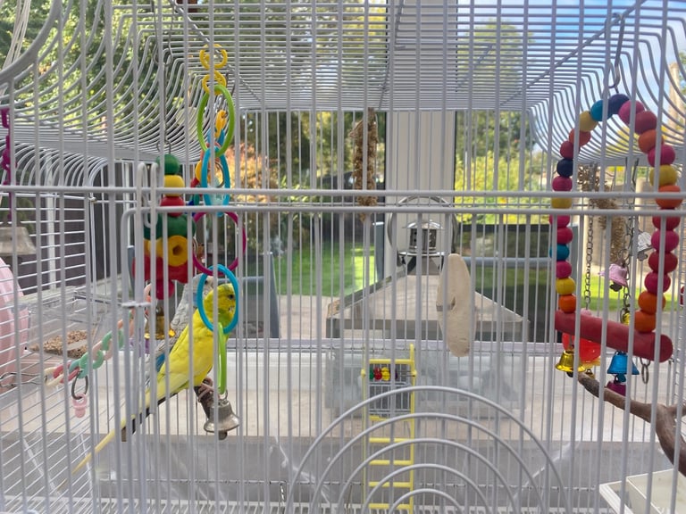 image for 2 lovely budgies
