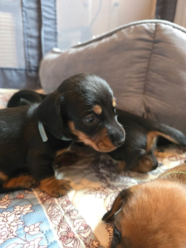 Miniature Dachshunds Seeking Forever Homes 