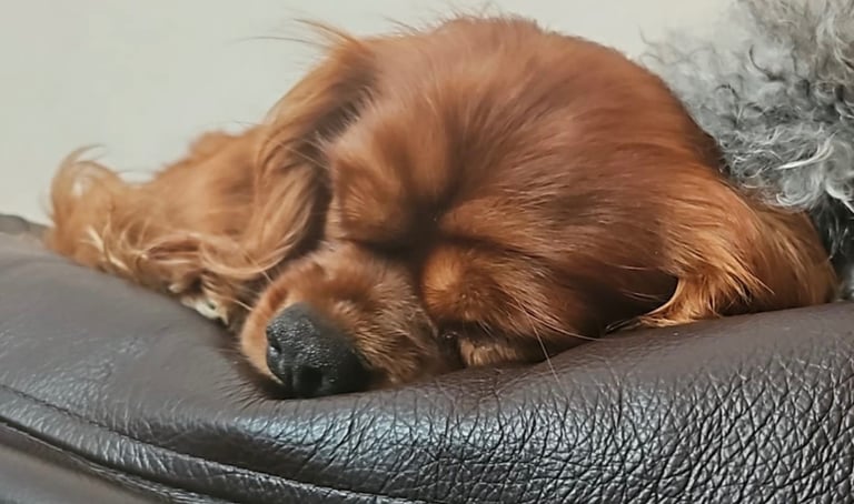 2x 3 year old sister Cavaliers 