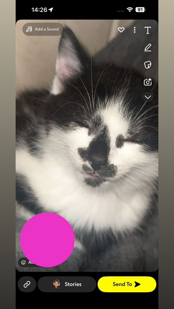 4 kittens for sale 2 female 2 male