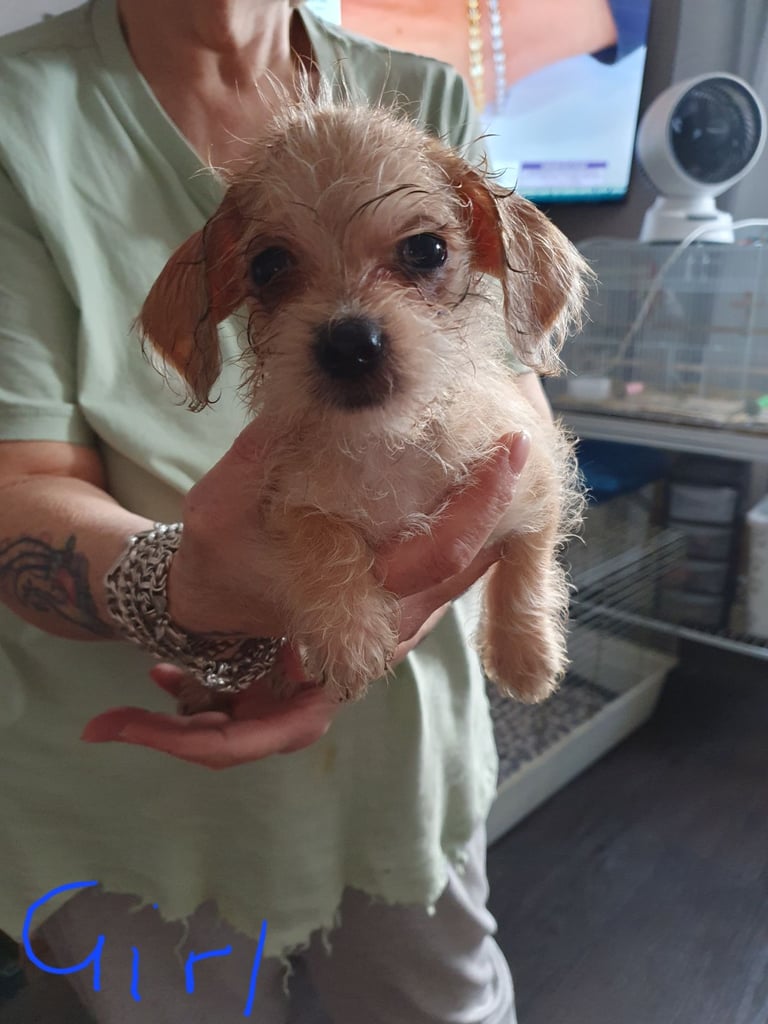 Miniture dachshund x shih tzu puppies 