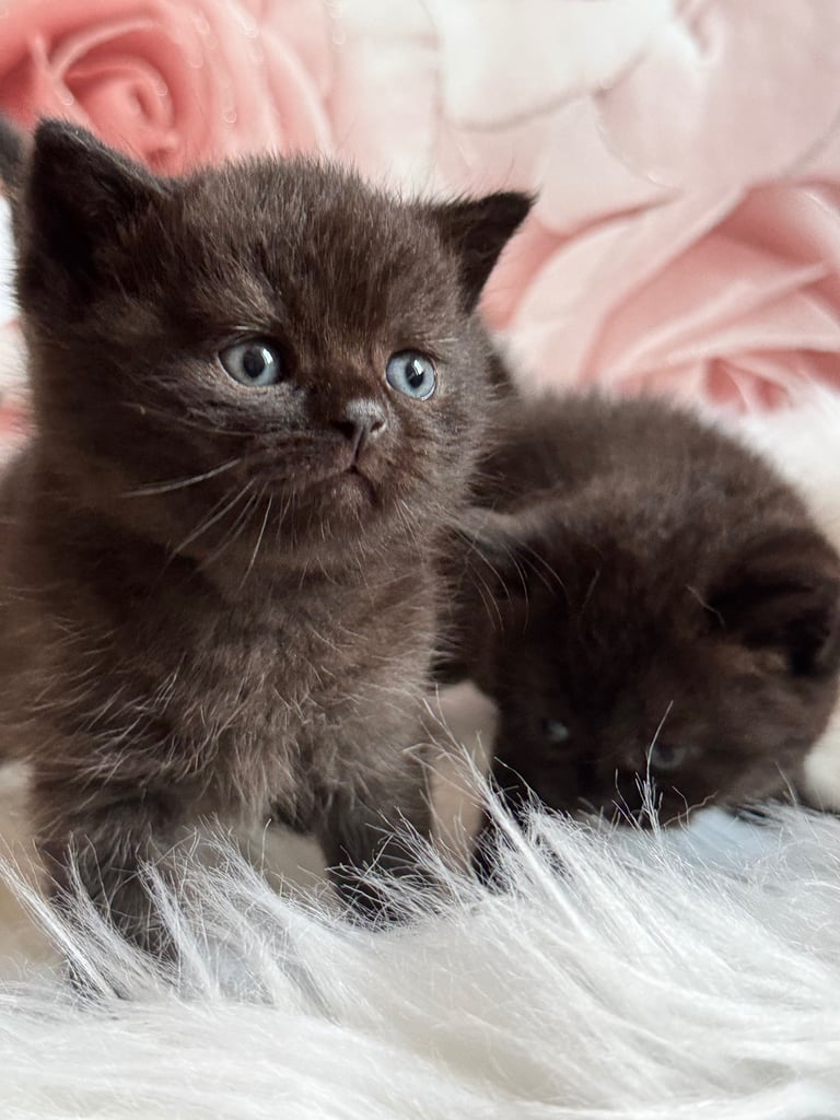 British shorthair kittens 
