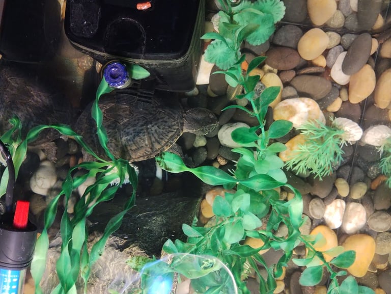 Pair of Musk Turtles with Tank, Lighting, Filter Pump, Heater, Thermometer and Accessories 