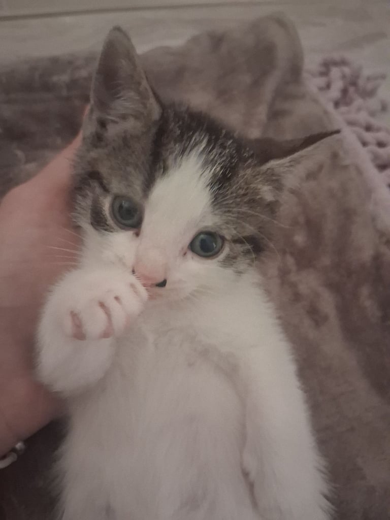 Gorgeous kittens