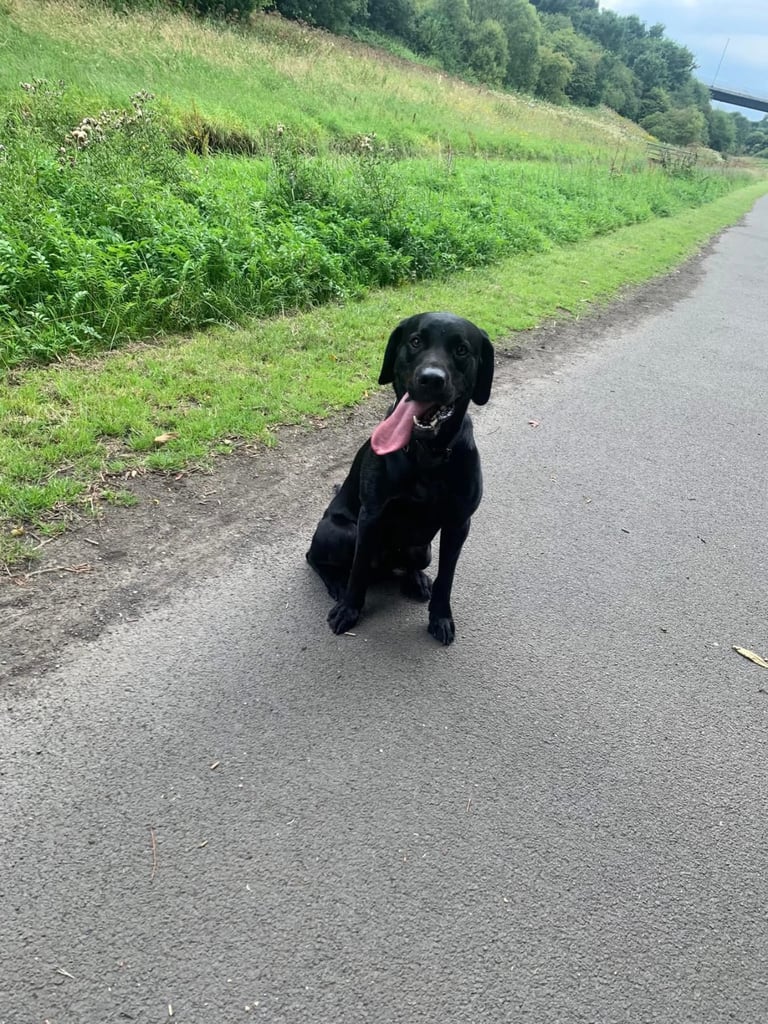 Black full pedigree Labrador 