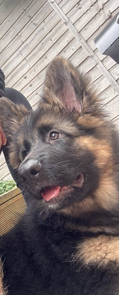 GSD puppy (F)