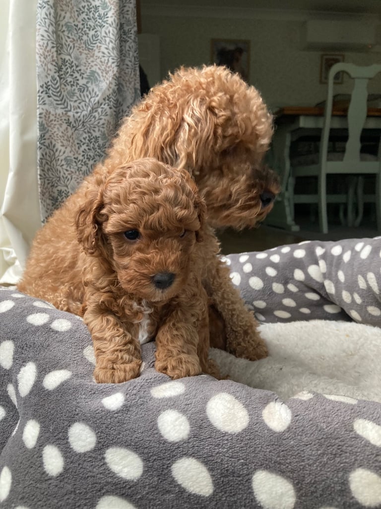 F1B COCKAPOO PUPPY