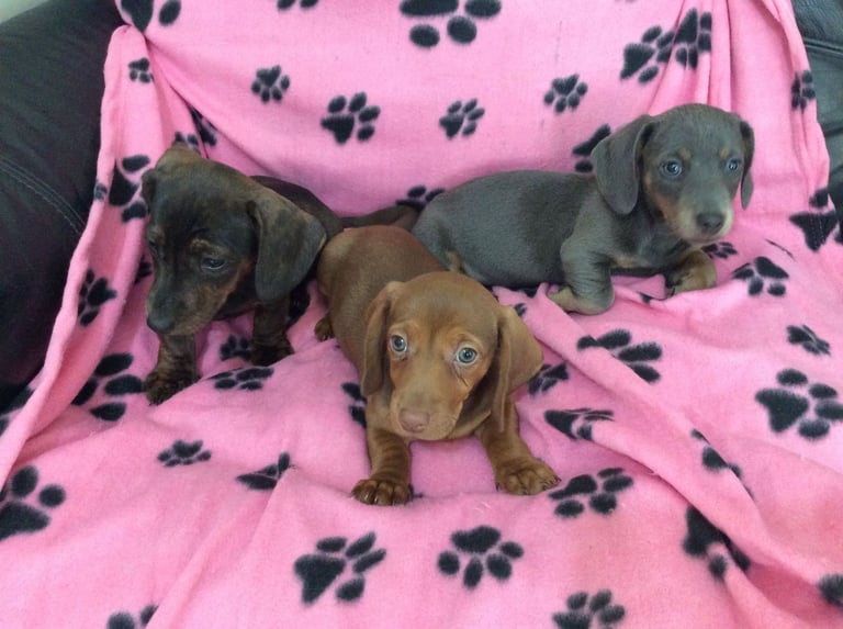 miniature dachshund 