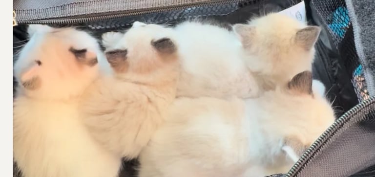 Ragdoll kittens for sale GCCF 