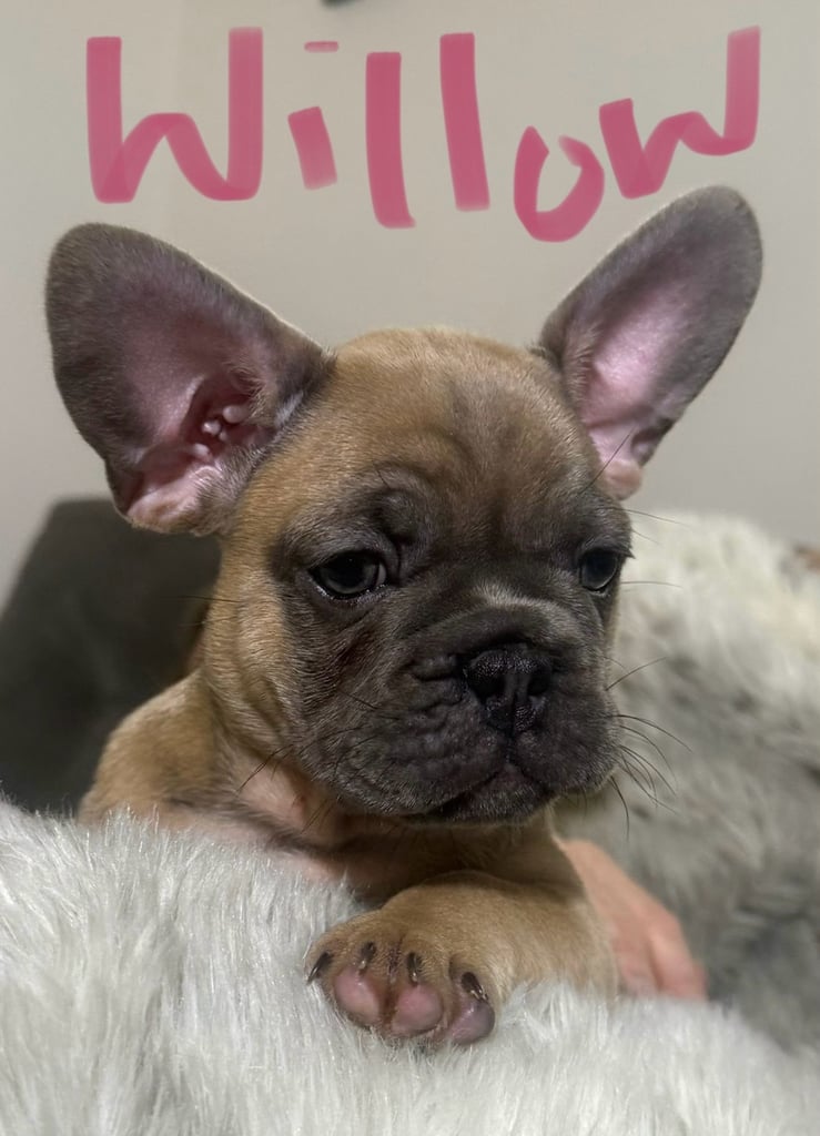  2 beautiful female Frenchie  x pug  pups left . ready for their forever homes 