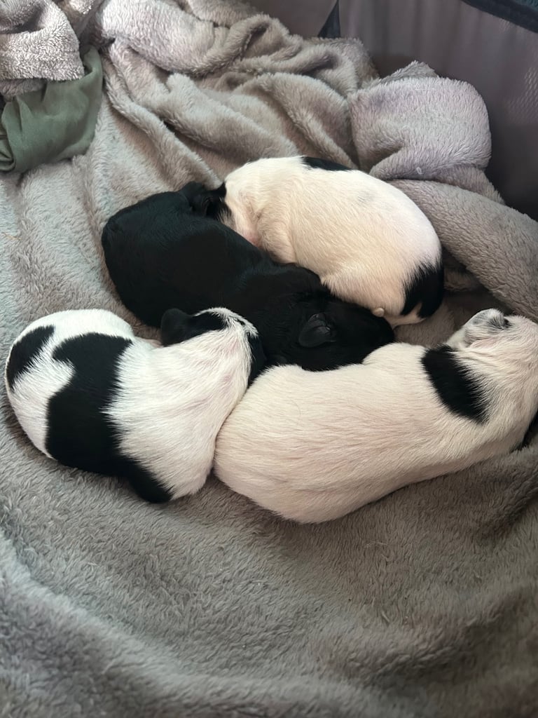 Beautiful Jackapoo Puppies 
