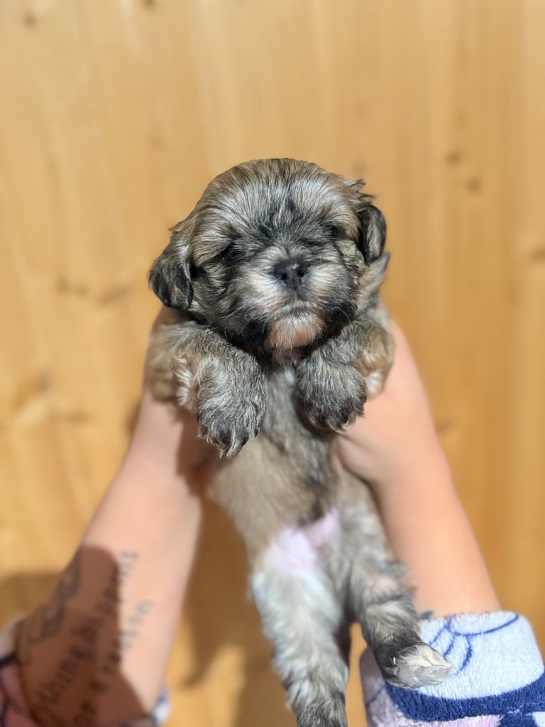 Shih tzu