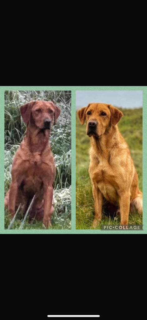 Excellent kc reg Labrador pups