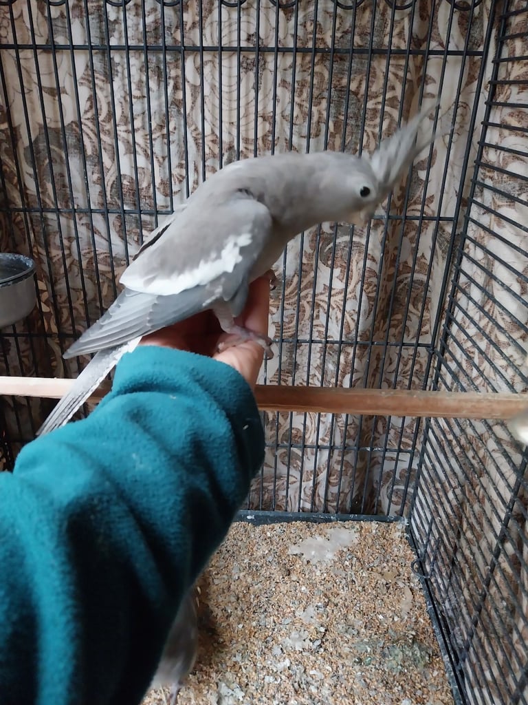 image for Baby cokatiel for sale