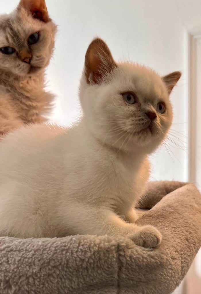 SELKIRK REX KITTENS READY NOW