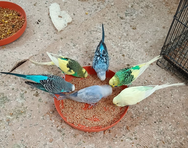 Budgies 