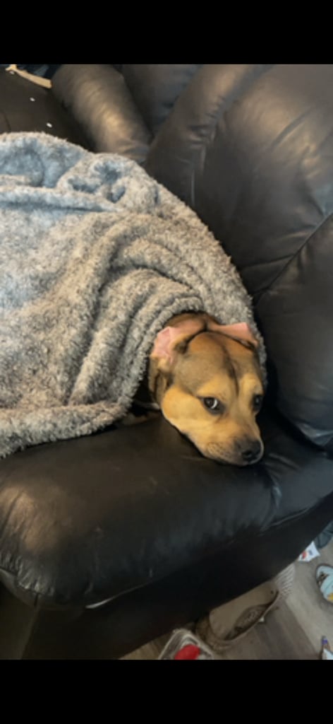 image for Bruno male staff 