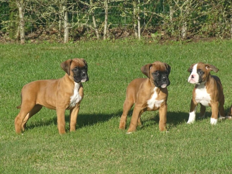 Beautiful Boxer's puppies 
