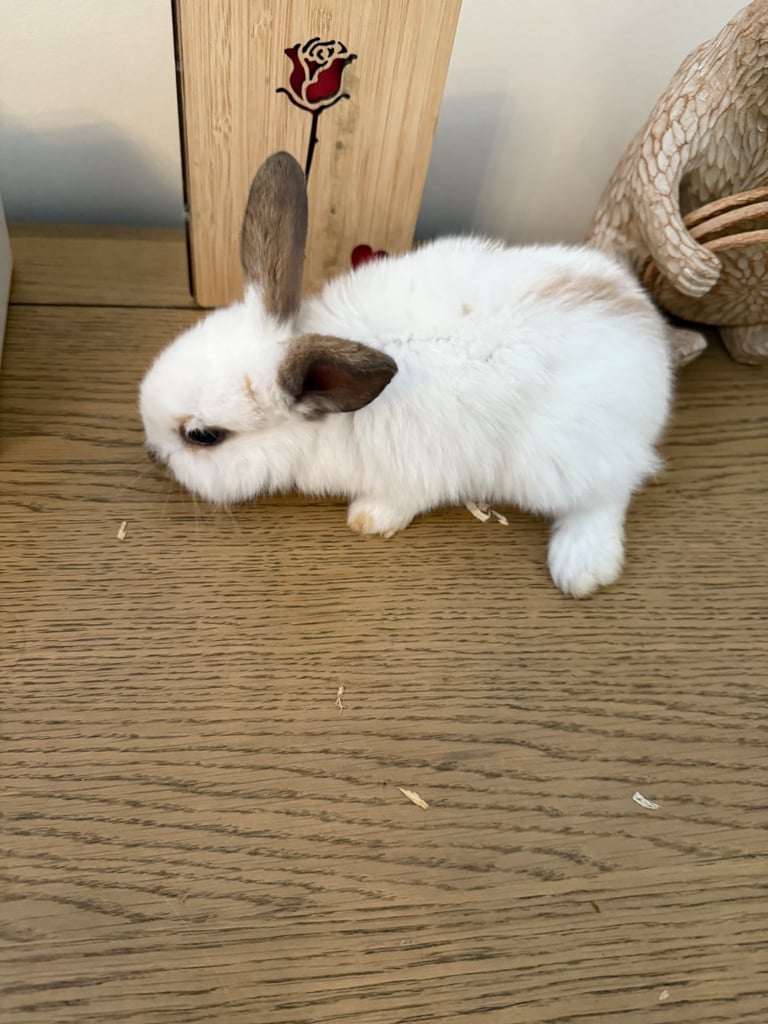 Mini lop rabbits