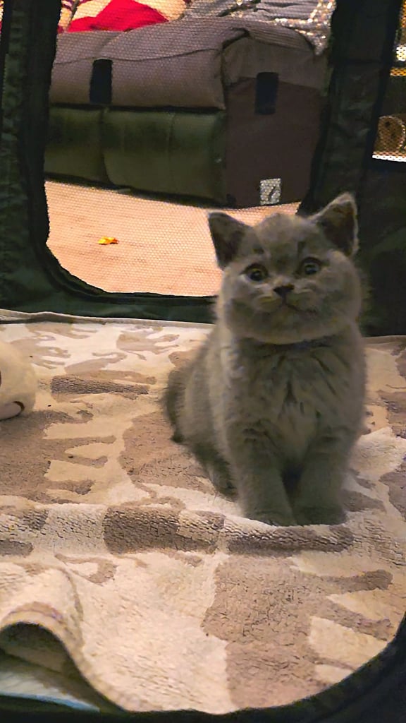 British Shorthair Kittens for sale - Pedigree Lilac and Blue