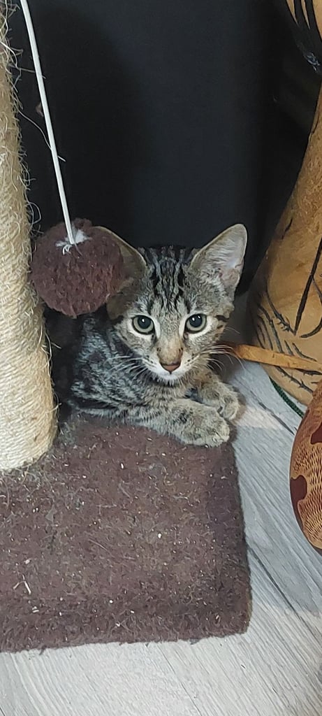 Lovely playful kitten, ready to go 🏡 