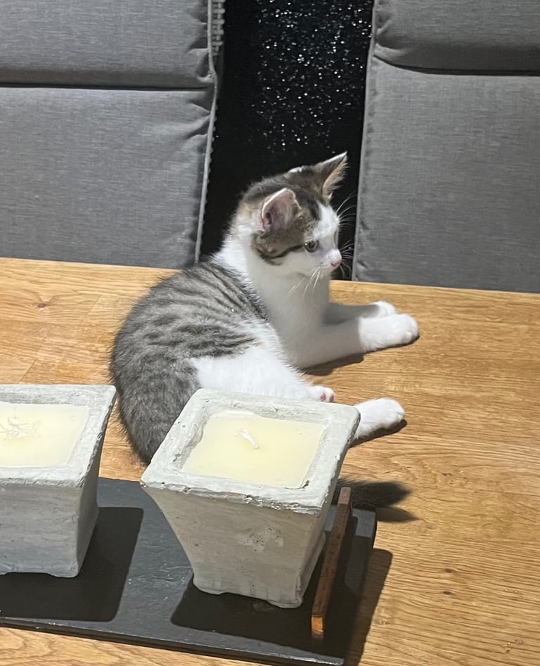 Diy Cat Food Egg Cat Toy Puzzle Feeders For Cats Homemade Cat Sale