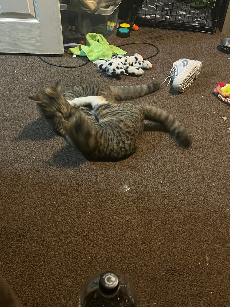 2 female cats. 1 year old 